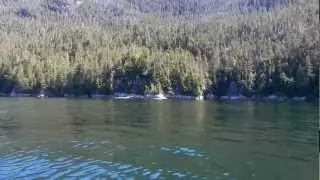 Lone Orca: Look Closely at the Beginning