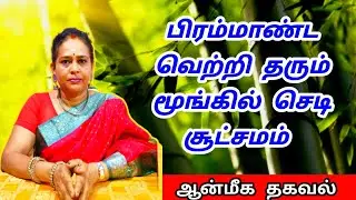 பிரம்மாண்ட வெற்றி தரும் மூங்கில் செடி சூட்சமம் | mungil chedi benefits at home in tamil | aanmeegam
