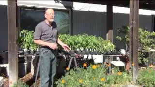 Hardening Off Tomato Plants