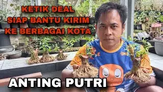ANTING PUTRI MURAH MERIAH BOSKU