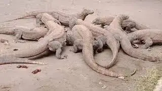 komodo dragons eating goat alive