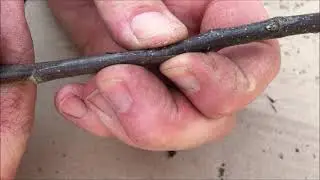 Grafting Apple scions on to root stock, FrankenAppleTrees in the orchard
