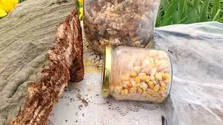 Бесплатная триходерма у вас дома,но лучше конечно МикоВальд!!!!