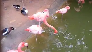 Texas Flamingo does the Metronome