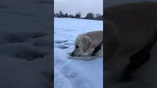 🌟Prevent Your Doggie From Ingesting Salt & De-icing Agents 🌟KNOWLEDGE BITE #129#shorts #golden #love