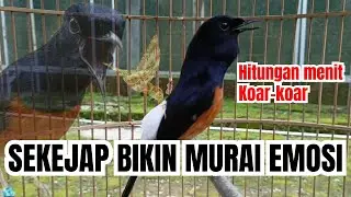KOAR-KOAR💥PANCINGAN murai batu gacor SANGAT ampuh membuat PANCINGAN murai batu agar CEPAT bunyi