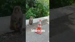 kpk baby monkey nathia gali muree snow winter