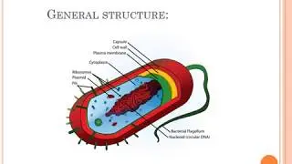 Bacteria - Information, Types, and Reproduction