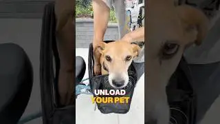 This Bike Carrier Turns Your Pet Into a Co-Pilot! #lectricxp4 #ebike #ebikes