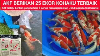 AKHIRNYA AKF COBA LAGI❗25 EKOR KOHAKU BAHAN SUPER JUMBO TOSAI DISIAPKAN UNTUK HARUTO TRIAL BATCH 2