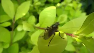 Strontvlieg (Scathophaga stercoraria) - 2016-05-28