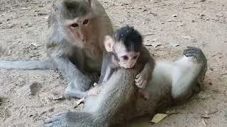 Wildlife monkeys in Amber and Mohanokor troop living around Baphuon Temple WA646