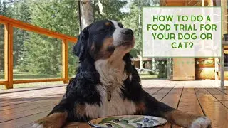 How to Do a FOOD TRIAL for your Cat or Dog!