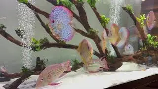 Glide Through The Water with Discus and Geophagus Fish Tank ⭐️💙❤️🐟🐠