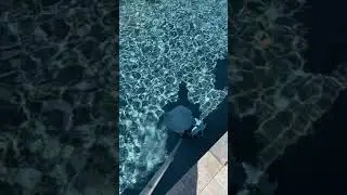 Sparkling Clear Water - Pool Cleaning