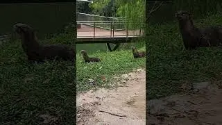 Amazing and Active Otter doing Syncronized Move #shortvideo #Otter #nature #lutrinae #mustelidae