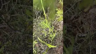 伸筋草 抖音上好多人不认识 她，把垂穗石松当成了伸筋草#伸筋草 #石松 #爆款居家好物 #植物科普#爬山#植物#知识分享#shorts