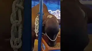 #dilpasandcattlefarm #cow #shortvideo #rohaankhanvlogs