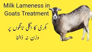 Milk Lameness Disease in Goats || Bakri ka Langra Kar Chalna || Lameness in Goat