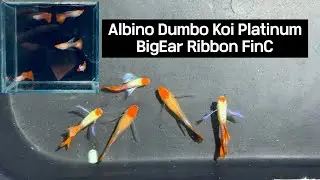 Nhập Th&ecirc;m Bộ C&aacute; Bảy M&agrave;u (Guppy) Albino Dumbo Koi Full Platinum BigEar Ribbon FinC. Mạnh Guppy TB