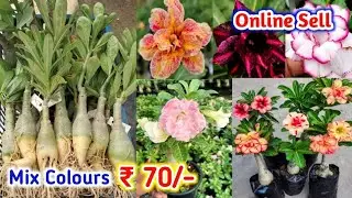 Grafted Adenium Plants | Online Sale | Adenium Combo | Low Price Desert Rose