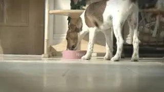 Dog Rocks &mdash; 100% натуральное и удобное решение для удаления ожогов от мочи домашних животных...