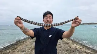 바다뱀을 잡아서 먹어보자!