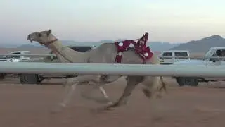 الشوط الرئيسي للقعدان المفاريد 2كم(المحيط)لـ مفلح حمدان الحويطي 1440/12/1هـ