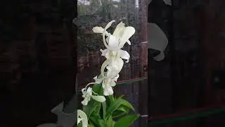 Hobi anggrek media pot pakis