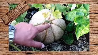 When to Harvest Your Cantaloupe