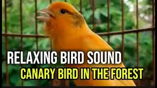 LIVE Powerful Canary Singing | Continuous Bird Sounds