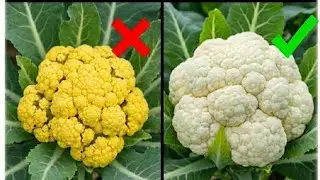 Phoolgobhi ka Size Double Karein Sirf 15 Din Mein | Cauliflower Growing Secret