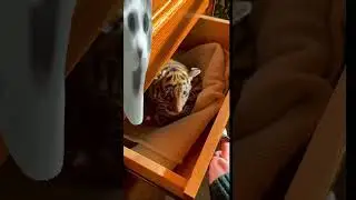Baby Tiger Surprise! #babytigers #cats #wild