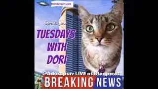 Blogpaws Report from Kansas City