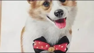 Cute Corgi / Speed Drawing #Shorts