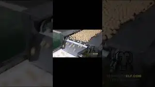 IQF spiral freezer freezing process video of fish ball (Surimi products)