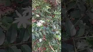 Little White Stars in the Garden ✨ Sri Lankan Wild Jasmine 🌿  #nature #shorts