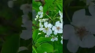 Цветение молодой груши))🌺🍐💓