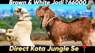 Kota goat pair that everyone will like 😃😍 Meena Goat Farm Kota Jungle