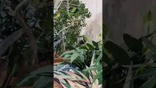 Beautiful Green Inside The Mall #japan #mall #plants #refreshing #like #subscribe