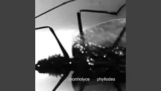 Mormolyce, Pt.4