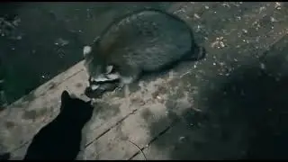 RACCOON RAVINE: Luna the Void Cat Brings A Gift