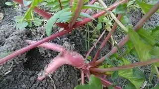 Red Radish Vs White Radish|suman singh :-Engineer GAYAN 🎓|