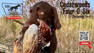 Birth of a Legend: The Cedarwoods - Four-O-Six Puppu Pudelpointer Story