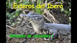14 Esteros del Ibera