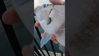 Scup Catch