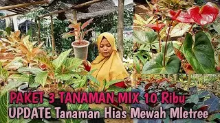 TANAMAN HIAS MEWAH MURAH ‼️ Update Tanaman Hias Di Ladang Sekar Kediri Banyak Yang Menor Dan Gemoy