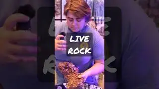 Обновите свой рифовый аквариум с помощью живых камней от Tampa Bay Saltwater!