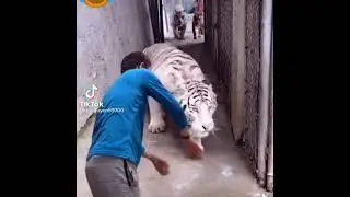 Tiger Security