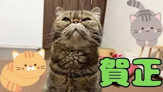 ♯265 賀正！あけましておめでとうございます😸